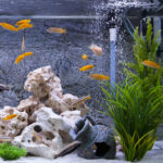 Aquaristik